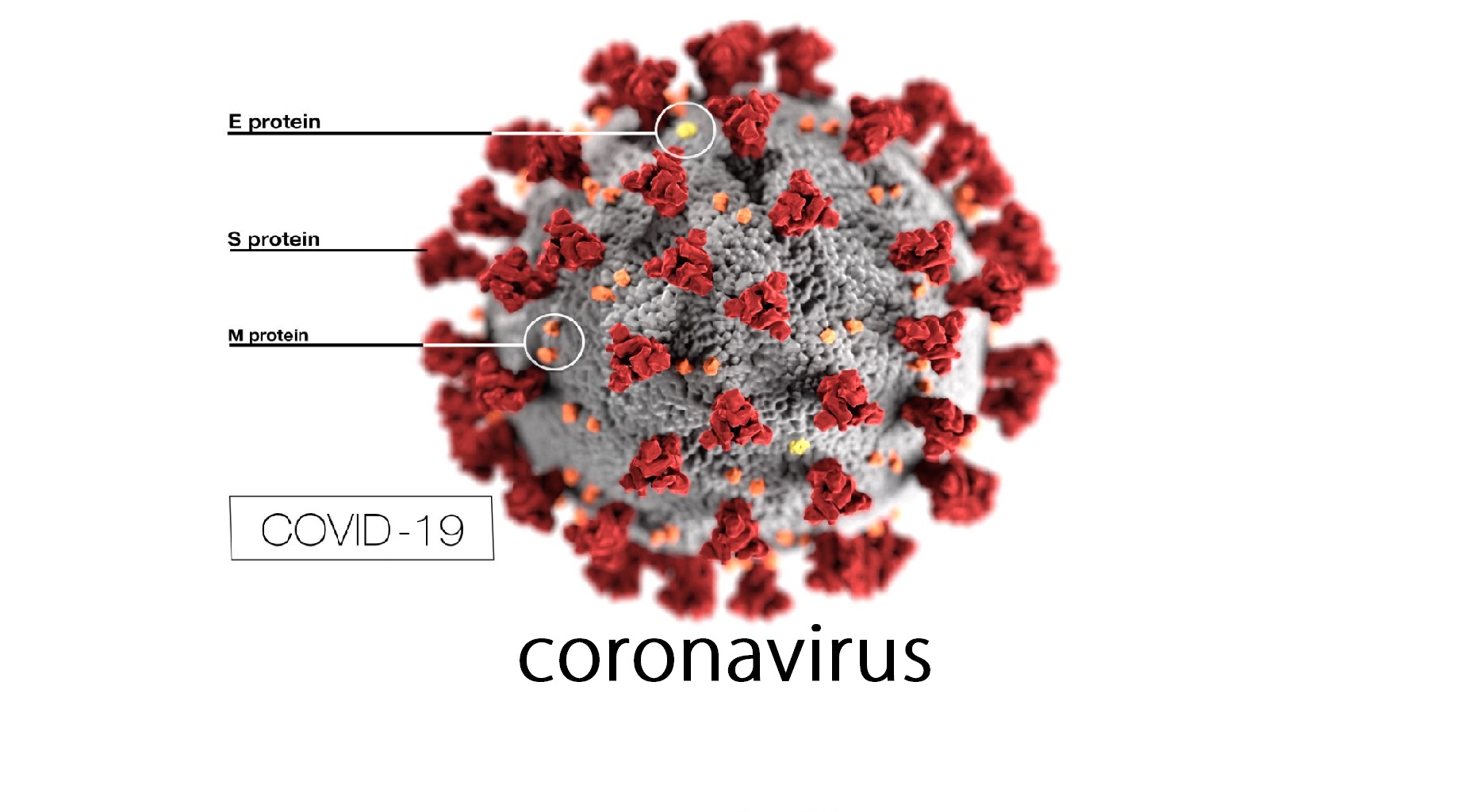 coronavirus-COVID-19